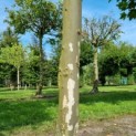 Platanus hispanica