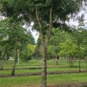 Gleditsia triacanthos 'Skyline' - 1