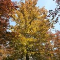 Fagus sylvatica 'Atropunicea' - 5