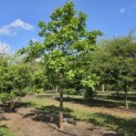 Magnolia soulangeana 'Manchu Fan' - 1