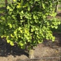 Ginkgo biloba Obelisk - 3