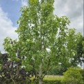 Liquidambar styraciflua 'Stared' - 2