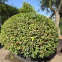 Fagus sylvatica - 1