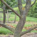 Parrotia persica 'Bella' - 5