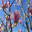 Magnolia 'Heaven Scent' - Foto 5