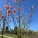 Magnolia 'Heaven Scent' - Foto 4