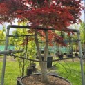 Acer palmatum 'Bloodgood' - 10
