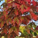 Acer griseum - 2