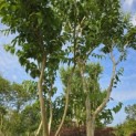 Heptacodium miconioides - 4