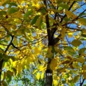 Carpinus betulus - Afbeelding 1084