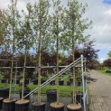 Quercus ilex - Foto 1