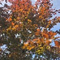 Fagus sylvatica 'Atropunicea' - mei 2026