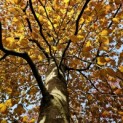 Fagus sylvatica 'Atropunicea' - 3