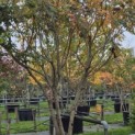 Koelreuteria paniculata - Foto 1