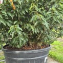 Prunus Lusitanica - 1