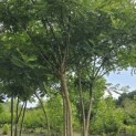 Sophora japonica - Foto 7