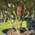 Rhododendron Yakushimanum'Marlis' - Foto 1