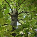 Fagus sylvatica - 1