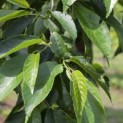 Alnus x spaethii 'Spaeth' - 1
