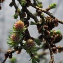 Larix kaempferi 'Diana' - 2