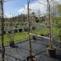Larix kaempferi 'Diana' - 1