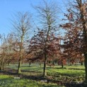 Carpinus betulus - 3