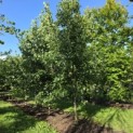Tilia x europaea 'Euchlora' - 2