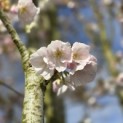 Prunus 'Sunset Boulevard' - 3