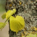Tilia cordata 'Oldenbelt' - 2