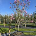 Magnolia 'Susan' - 5