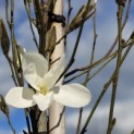 Magnolia 'Wada's Memory' - Foto 3