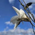 Magnolia 'Wada's Memory' - Foto 2
