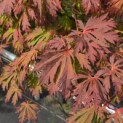 Acer palmatum 'Aconitifolium' - Foto 5