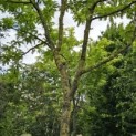 Gleditsia triacanthos 'Sunburst' - Foto 1