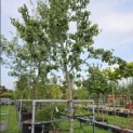 Pyrus c. 'Noordhollandse Suikerpeer' - 1