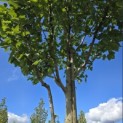 Acer rubrum 'Summer Red' - Foto 1