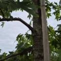 Liquidambar styraciflua - 3