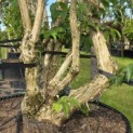 Heptacodium miconioides - Foto 5