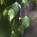 Betula pendula