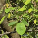 Amelanchier lamarckii - 1