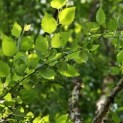 Betula nigra - 1
