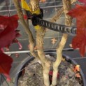 Liquidambar styraciflua - 3