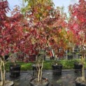 Liquidambar styraciflua - 4
