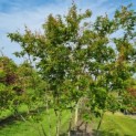 Amelanchier lamarckii - Foto 3