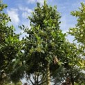 Ilex Nellie Stevens - Foto 4