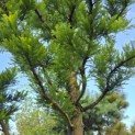 Taxodium distichum 'Peve Minaret' - Foto 3
