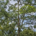 Gleditsia triacanthos ‘Inermis’ - 7