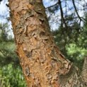 Pinus sylvestris - Foto 7