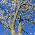 Amelanchier lamarckii - Foto 1