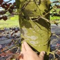 Fagus sylvatica 'Atropunicea' - 5